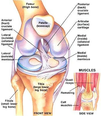 Knee joint anatomy showing ligaments and cartilage for treatment by Knee Replacement Surgeon in Gurgaon Dr. (Prof.) Ravi Sauhta