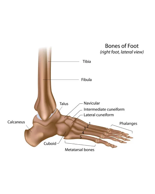 Anatomical diagram of foot bones including tibia, fibula, and metatarsals related to Fracture Non Union Treatment in Gurgaon by Dr. (Prof.) Ravi Sauhta