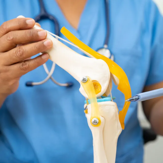 Doctor explaining knee joint model with implant demonstrating Implant Surgery in Gurgaon by Dr. (Prof.) Ravi Sauhta