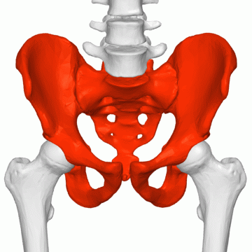 Pelvic bone anatomy highlighted for hip and pelvic care in Gurgaon by Dr. (Prof.) Ravi Sauhta